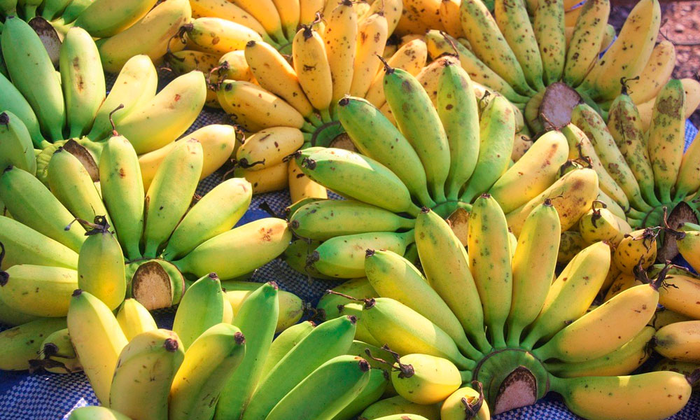 Pará tem destaque na produção de banana, a segunda fruta mais consumida ...